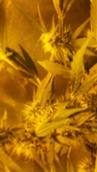 Growreport Bild 3