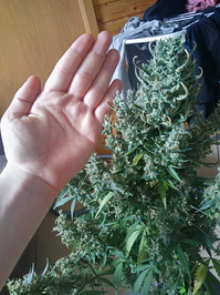 Growreport Bild 5