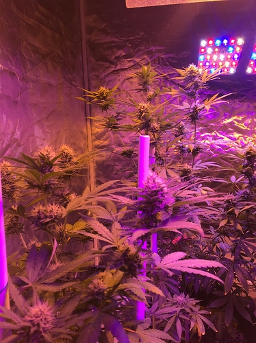 Growreport Bild 6