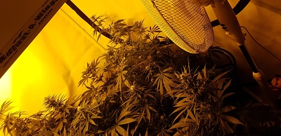 Growreport Bild 1