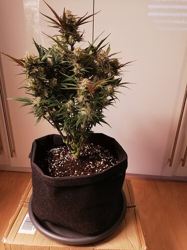 Mimosa_231221-1