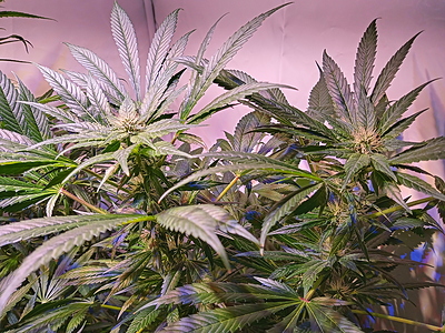 Growreport Bild 7
