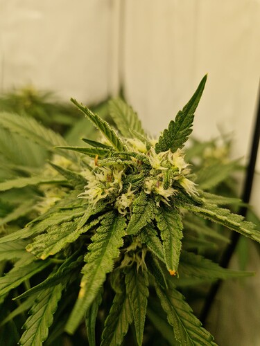 Growreport Bild 7