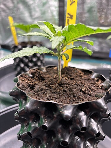 Growreport Bild 79