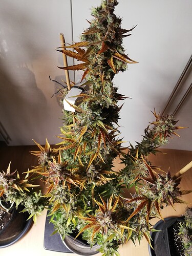 GG#1_240122-3