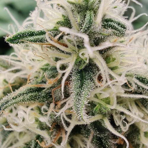 Growreport Bild 15
