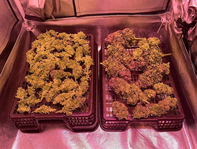 #4 Hanfwerk // Indoor LED Aufzucht - Klassiker: Vanilla Kush fem (Barneys Farm)