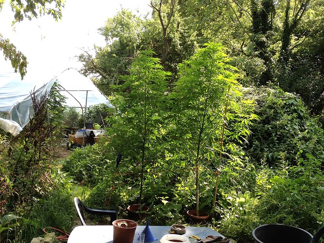 Growreport Bild 31