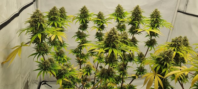 Growreport Bild 3