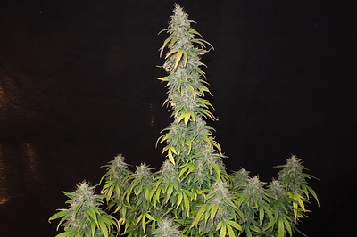 Growreport Bild 9