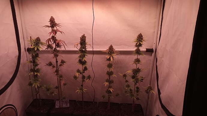 Growreport Bild 6
