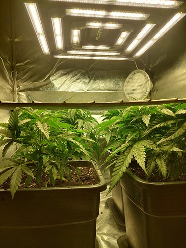 Growreport Bild 17