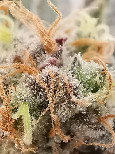 Growreport Bild 2