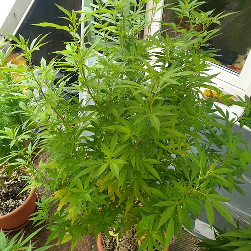 15974874715211989196145866377200