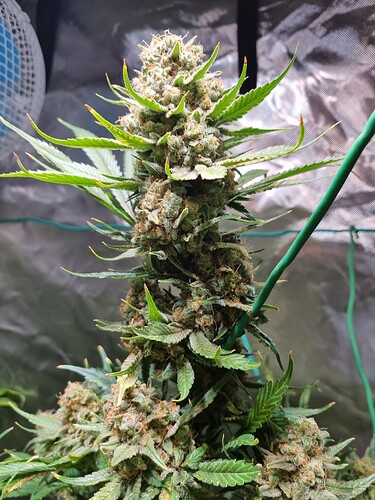 Growreport Bild 6