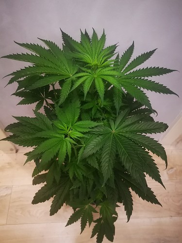 Growreport Bild 6