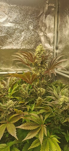 Growreport Bild 6