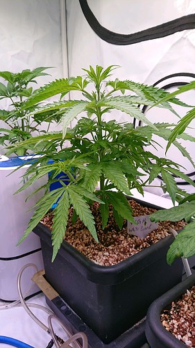 obscura1613302663628