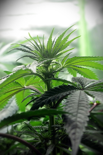 Growreport Bild 20