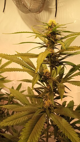 Growreport Bild 8