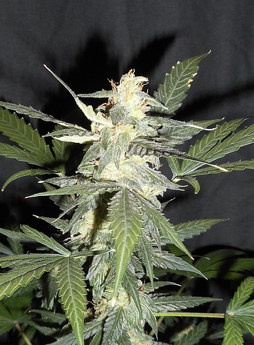 tag86_hauptbud_makro_1