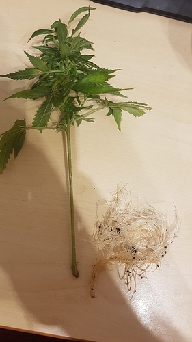 Growreport Bild 2