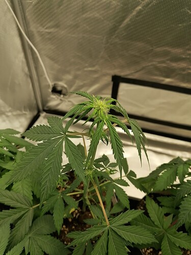 Growreport Bild 6