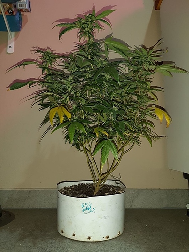 Growreport Bild 1
