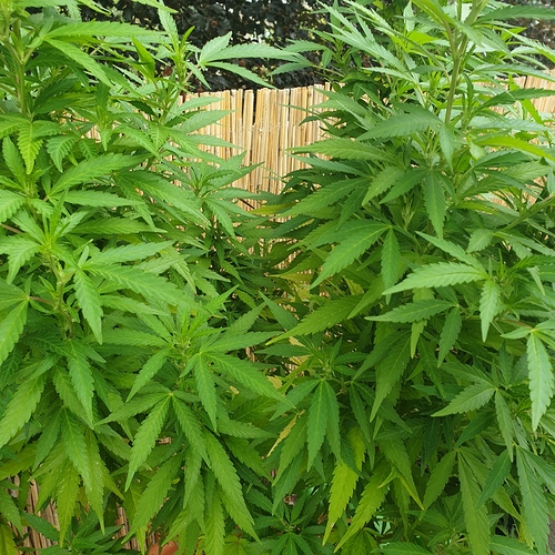 15974875248875270244290141057853