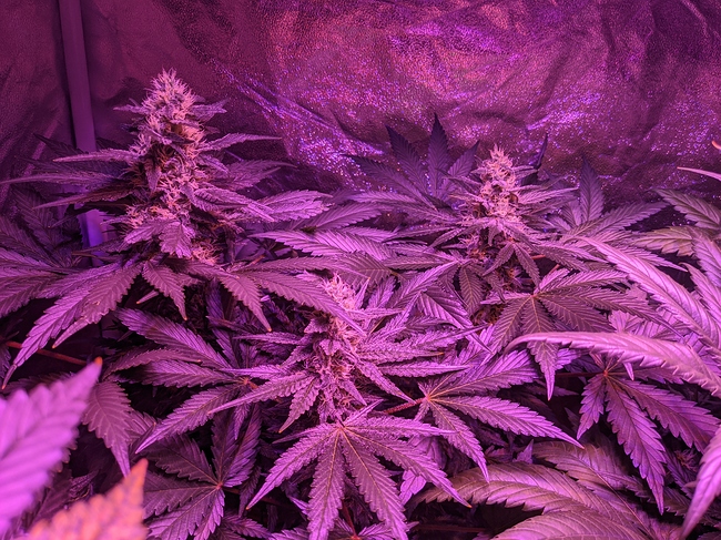 Growreport Bild 5