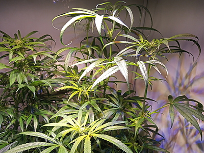 Growreport Bild 6