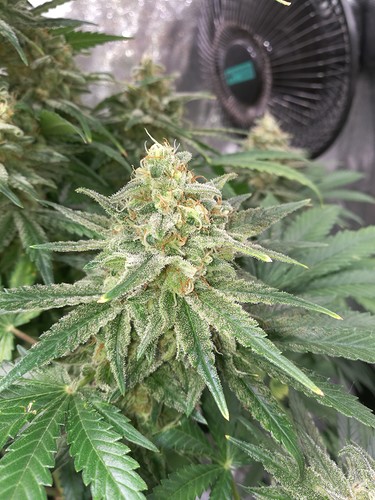 Growreport Bild 3