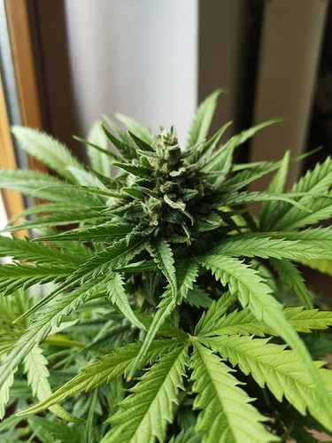Growreport Bild 3