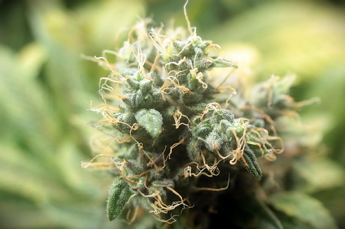 Growreport Bild 1