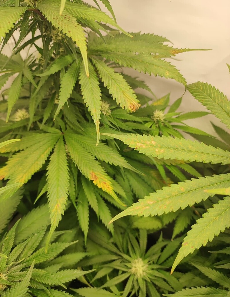 Gelbe Blattspitzen und rostig/braune Flecken GrowProbleme Forum