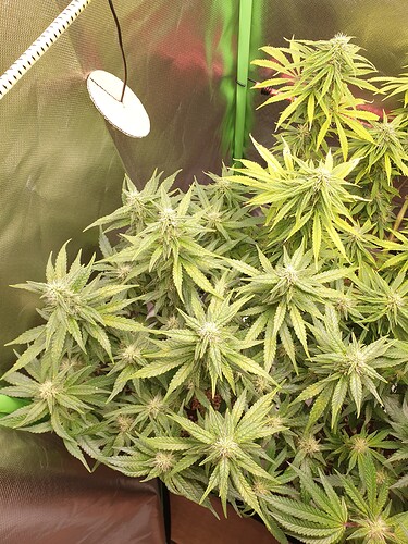 Growreport Bild 4