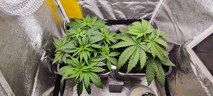 Growreport Bild 6