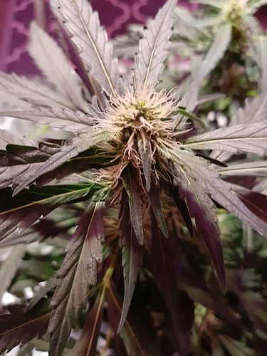 Growreport Bild 24