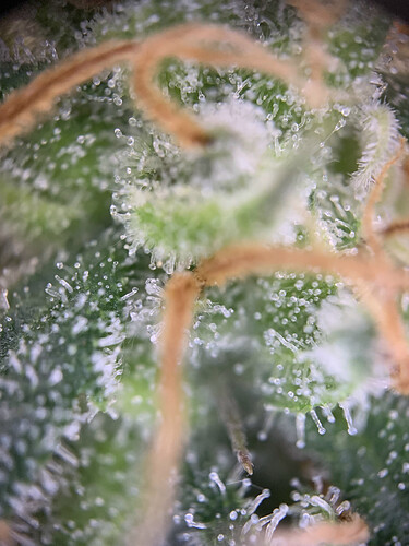 Growreport Bild 13