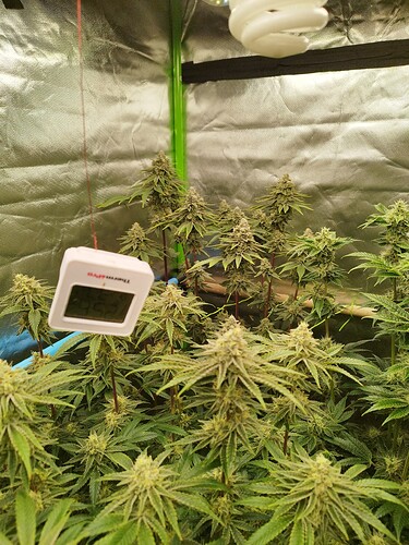 Growreport Bild 4