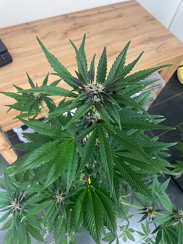 Growreport Bild 35