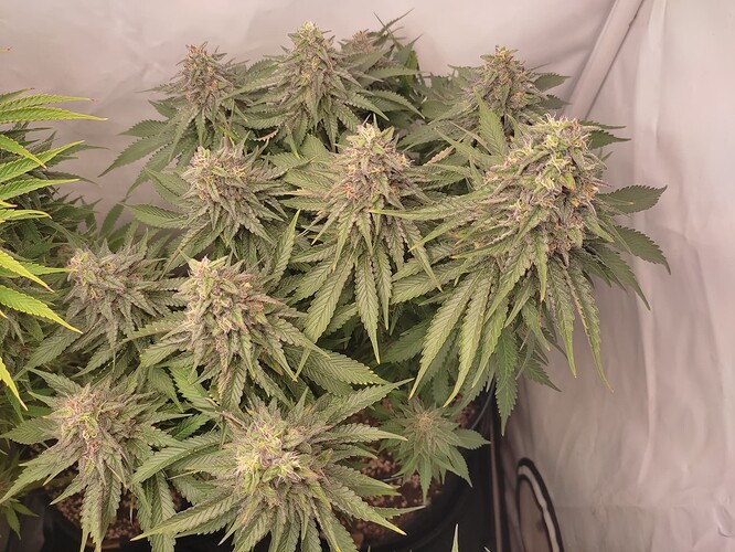 Growreport Bild 18