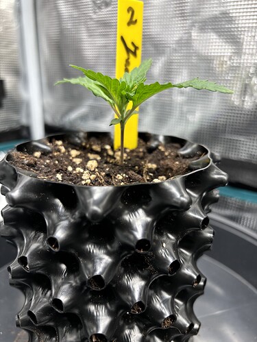 Growreport Bild 63