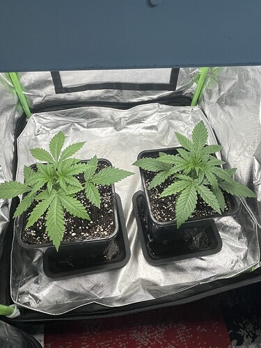Growreport Bild 1