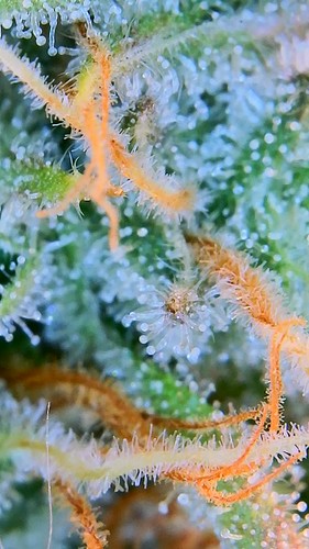 Growreport Bild 19