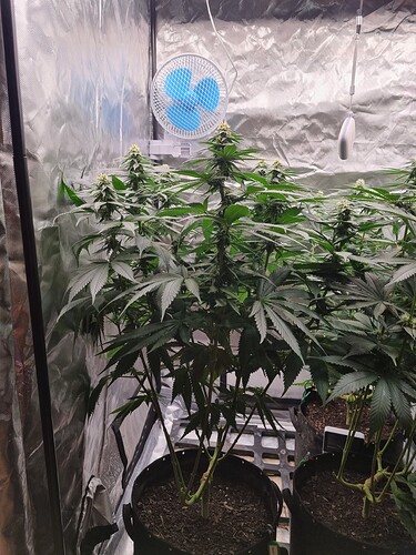 Growreport Bild 16