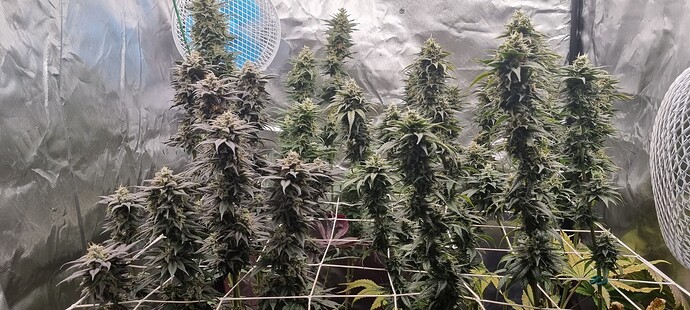 Growreport Bild 40