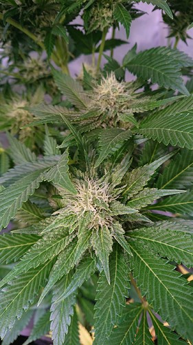 Growreport Bild 14
