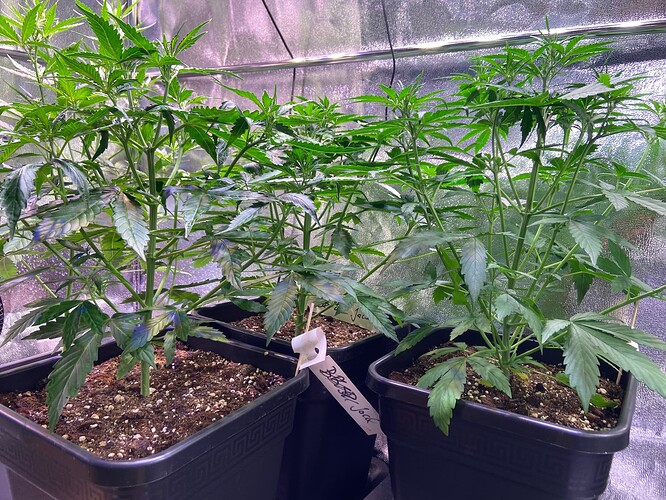 Growreport Bild 1