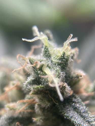 Growreport Bild 21